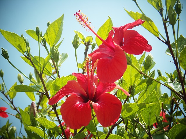 hibiscus-500262_640