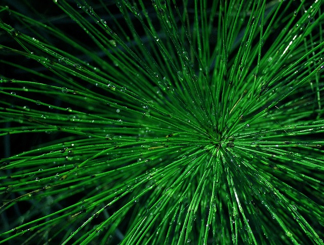 horsetail-1230482_640