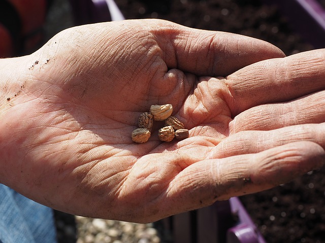 seeds-1117850_640