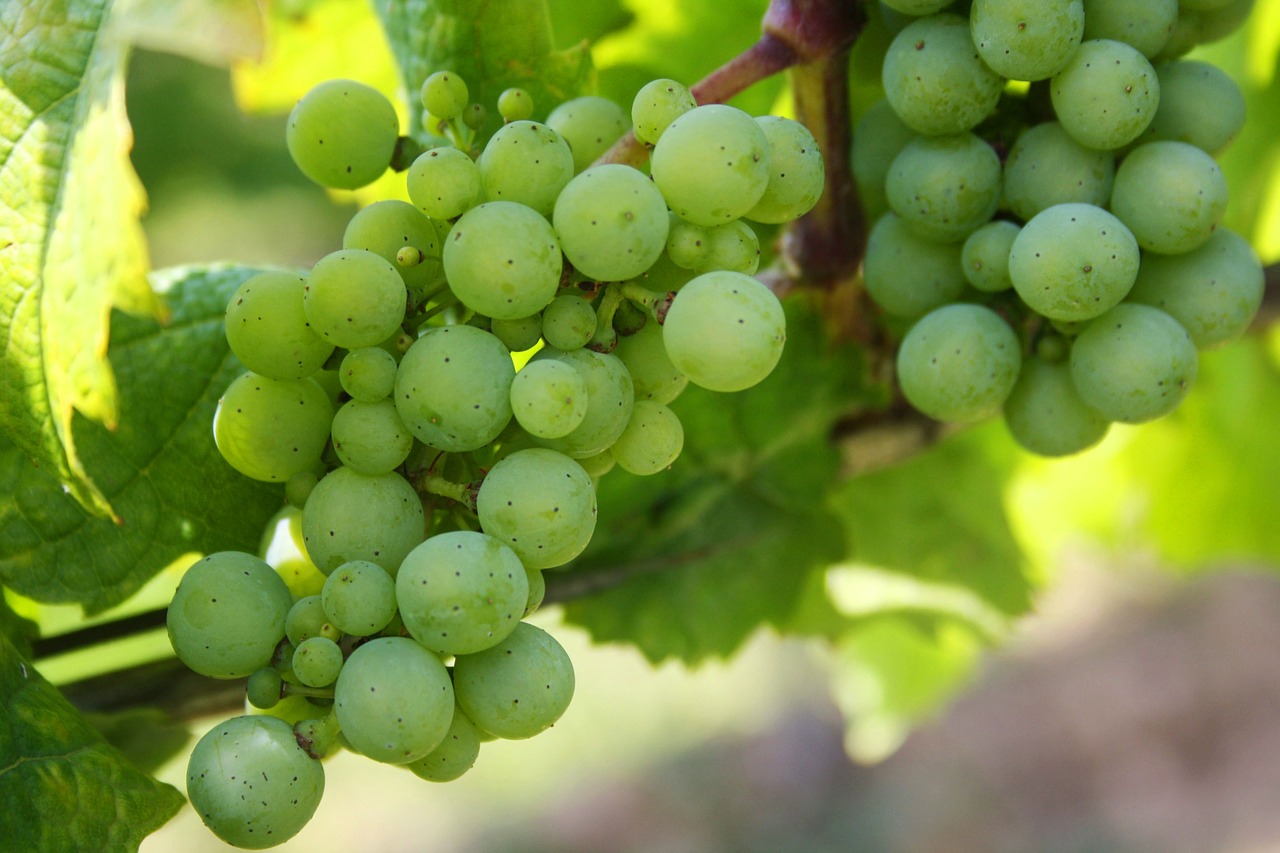 grapes-439300_1280